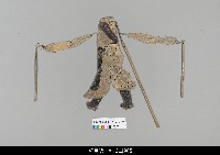 藏品(中國湖北皮影戲偶身)的圖片